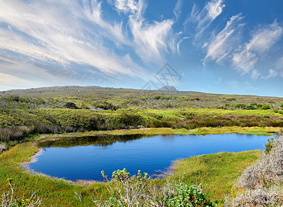 风景摄影开普角国家公园荒野中的水坑 南非西开普省开普角国家公园荒野中的小水坑背景
