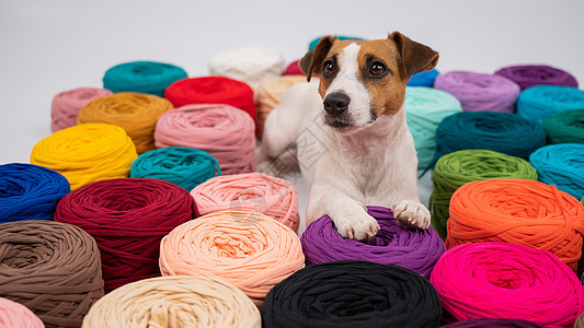 狗在多色棉人中紧贴织物绳索收藏材料宠物纤维手工灯丝针线活缝纫图片