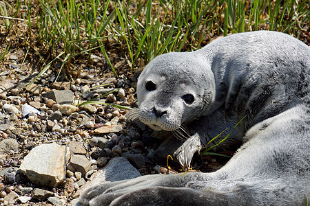 以睁开眼睛的目光躺在草地上的婴儿毛海豹图片