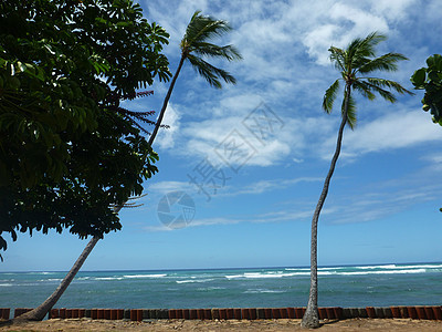 椰子树在浅水水域附近的悬崖岸上挂在红圆柱石上图片