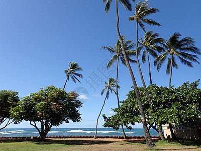 在Waikiki浅水边的人造悬崖岸旁公园的椰子和其他树木图片