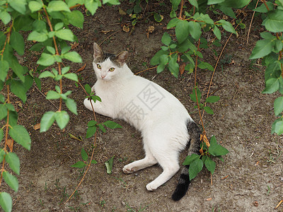 白色的选项卡猫猫科动物哺乳动物白猫阴影宠物动物植被虎斑植物图片