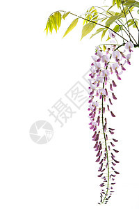 美丽的春天盛开的威斯特莎分枝 孤立在白色上藤本枝条植物群树叶紫色香气宏观植物学藤蔓叶子图片