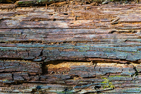 松树的腐烂树干 没有在松树林的背景上贴近尾巴蛀虫腐蚀洞穴风化破坏棕色林地皮层老化昆虫图片