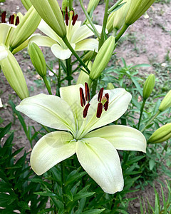 Lily 白花特写 在花园小屋的Lily图片