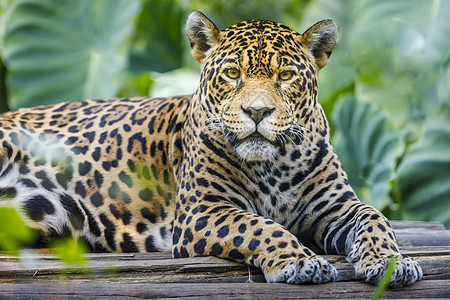 美洲虎队观看巴西 南美洲潘塔纳尔的照相机丛林摄影濒危猎豹猎人野生动物猫科动物群动物捕食者图片
