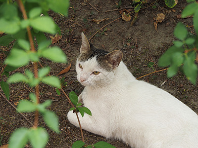 白猫与植物白色的选项卡猫虎斑哺乳动物植被植物白猫动物宠物阴影猫科动物背景