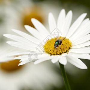 一只普通的绿瓶蝇为一朵白花特写镜头授粉 在后院花园或公园的授粉过程中 一只小丽蝇昆虫从雏菊花头喂食花蜜的细节图片