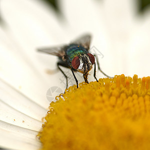 普通的绿色瓶蝇为一朵白色雏菊花授粉 一只丽蝇从植物的黄色雌蕊中心取食花蜜的特写 生态系统中昆虫和虫子的宏观花瓣荒野飞行苍蝇花园季图片