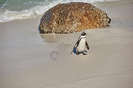 南非开普敦博尔德斯海滩的黑脚企鹅 沙滩上有复制空间 来自物种的一只可爱的公驴或海角企鹅作为濒临灭绝的野生动物图片