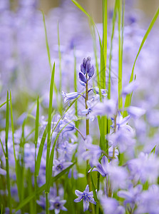 在一个僻静的家庭花园中 蓝色肯特钟花在绿色茎上生长和开花的特写 后院开花和盛开的普通风信子或风铃草植物的纹理细节图片