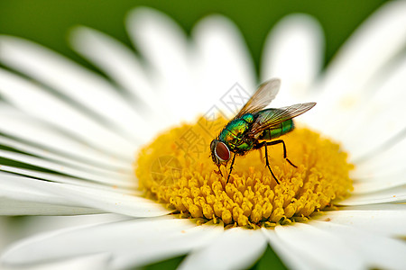 常见的绿色瓶蝇在户外为一朵白色雏菊花授粉 一只丽蝇从延胡索植物的黄色雌蕊中吸取花蜜的特写镜头 生态系统中昆虫和虫子的宏观动物花朵图片