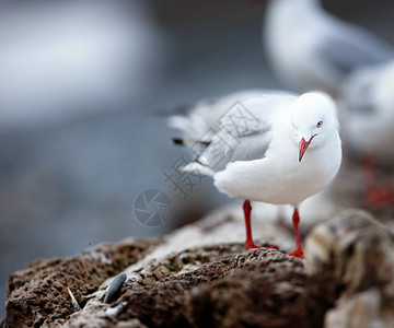 在其自然栖息地或环境中 一只可爱的海鸥站在海滩的岩石或天然墙上的特写 灰色寒冷的日子里 海上可爱的白鸟或动物 有复制空间图片