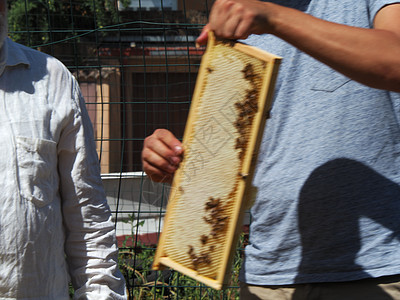 养蜂大师拔出一个带蜂蜜的框 从蚁群中的蜂巢里提取出来昆虫工人养蜂人免疫产品蜂箱蜜蜂花蜜殖民地药品图片