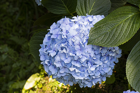 植物园Batumi的蓝色花朵紧贴图片