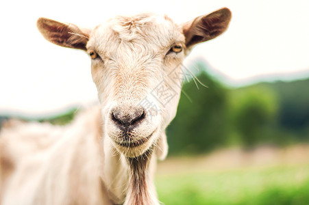 自然放牧的山羊 有机耕作哺乳动物农场牧场食物国家喇叭草地场地女性奶制品图片
