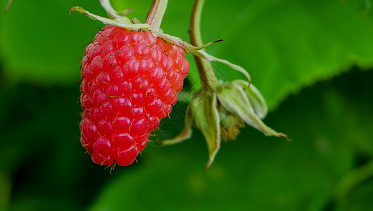 水果园中成熟的草莓更近了营养植物种植园产品生长食物花园蔬菜诱惑枝条图片