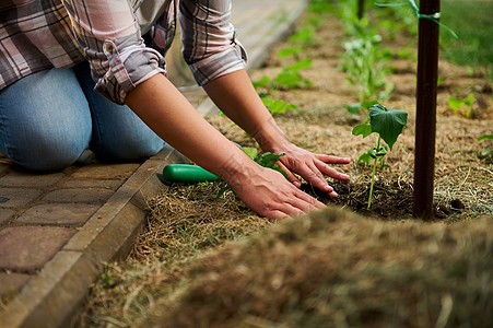 寒地黑土细节 一名女农民的手在黑土上挖洞 在露天地种黄瓜苗 )背景
