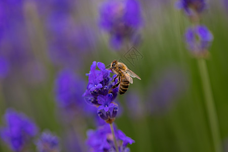 紧贴在熔岩花旁的蜜蜂上 盐叶树缝合 紫色熏衣草田 美丽盛开 英国厕所图片