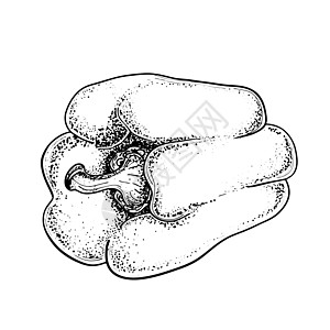 在白色背景下孤立的胡椒手绘图 炽热甜椒素描 有机蔬菜 素描的蔬菜 雕刻风格插图图片