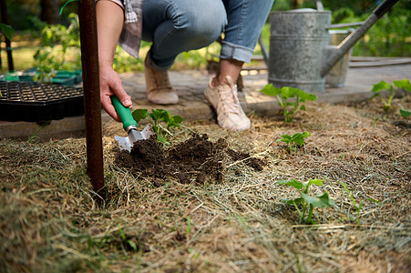 寒地黑土关注女性园艺手的花园铲子中的黑土 为在露天地种植树苗打洞背景