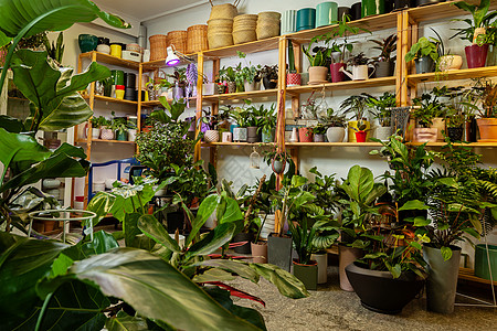 有一幅花店的图片 里面有外来的陶瓷植物花盆花朵温室仓库生长市场展览园林零售园丁图片