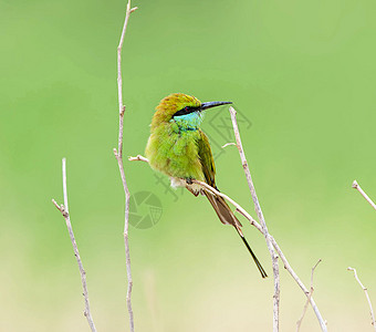 世上最美的鸟行社旅游旅行游记世界鸟类背景图片