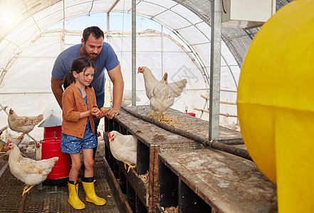 农场鸡每个孩子都应该经历农耕 一个年轻女孩帮助父亲在家禽养殖场工作背景