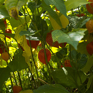 绿色树叶中的黄橘色绿灯笼 在绿叶中花园蔬菜植物学甜点生长浆果叶子球形水果乳制品图片
