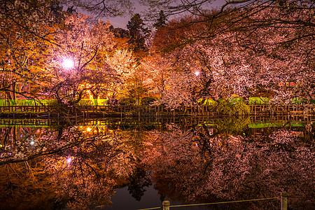 公园夜景因诺斯人头顶公园夜樱花花瓣池塘反射夜空夜景传统文化公园水面樱花背景