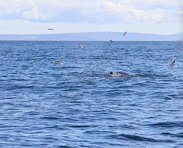 冰岛海岸附近座头鲸的近距离鲸鱼野生动物海洋海滩哺乳动物脚蹼蓝色天空尾巴动物图片