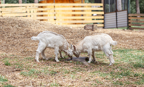 两只白小山羊在农场里玩耍 养羊是血肉之地农村动物喇叭家畜婴儿农业牧场宠物风光孩子们图片