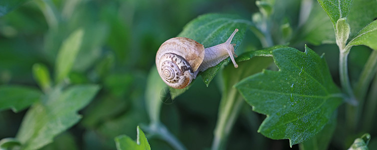 蜗牛吃植物带壳的小蜗牛在草地上爬行 夏日在花园里 室外花园植物叶上小蜗牛的特写 软体动物宏运动房子蜗牛食物动物野生动物生物岩石鼻涕虫动物群背景