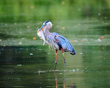 大蓝海隆 站在浅水中吃鱼的浅水里水库荒野蓝色食物羽毛海洋野生动物池塘翅膀钓鱼图片