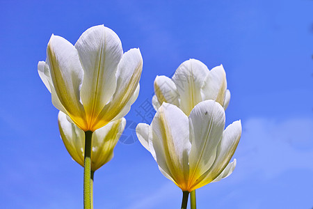 开花的白色郁金香植物在清澈的蓝天复制空间的映衬下开放和绽放 繁荣和照亮一个领域 夏季在户外生长和繁盛的美丽白花图片