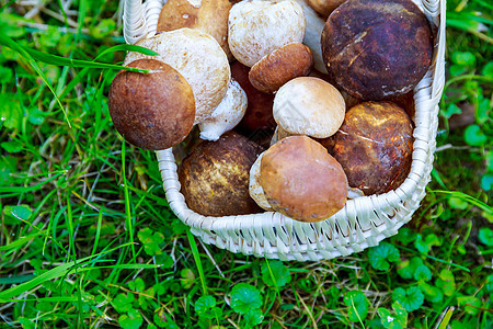 在草地背景的篮子里放着白蘑菇 森林蘑菇是由人收集的 美味的食物图片