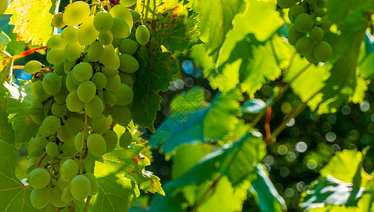 绿色藤蔓成熟的绿色葡萄在葡萄园里 葡萄青味甘甜 生长自然 花园里葡萄藤上的绿葡萄食物酒厂果汁叶子晴天葡萄叶收成甜点藤蔓农场背景