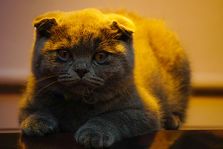 苏格兰的折叠猫躺在可转式背光灯光下 特写视图宠物猫科动物头发乐趣婴儿猫咪哺乳动物毛皮友谊小猫图片