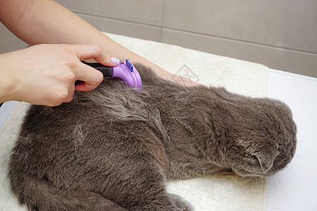 在家梳理苏格兰式折叠猫动物刷子猫科女性美容师毛皮朋友兽医工具感情图片