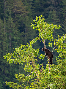 野棕色或黑熊幼熊在阿拉斯加树上高处植物哺乳动物荒野树叶小动物动物叶子野生动物食物大灰熊图片