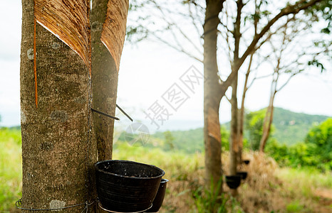 橡胶树花园里的橡胶攻丝 从对位橡胶植物中提取的天然乳胶 橡胶树种植园 树皮伤口渗出乳状液体或乳胶 乳胶收集在小桶中栽培软木森林树图片