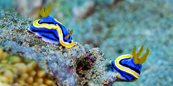 印度尼西亚海洋生物生物学动物学潜水多样性自然保护动物群行为鼻涕虫生态图片