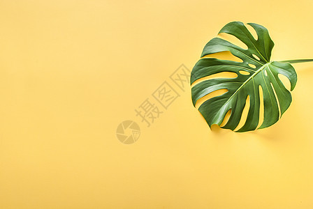 黄色背景的树叶棕榈植物群丛林情调墙纸植物植物学叶子森林异国图片