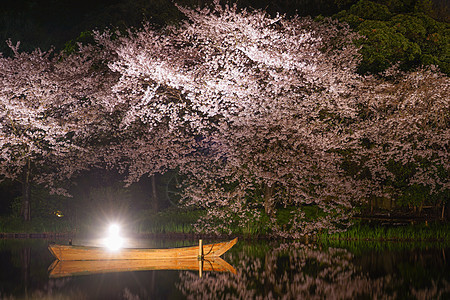 樱花三角夜樱花旅游财产庭园木板情感花瓣植物精神花园图片