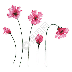 鲜芽和盛开的粉红色花朵 水彩花束花插图图片