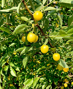 黄李子 树枝上的樱桃羽果 成熟的水果收获和果树花园浆果叶子收成饮食果园农业植物季节农场图片