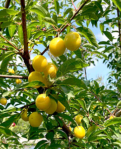 黄李子 树枝上的樱桃羽果 成熟的水果收获和果树培育食物营养农业收成饮食生长叶子植物果园图片