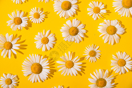 黄色背景的夏季花棚甘菊植物叶子阳光纺织品墙纸卡片洋甘菊主义者花瓣图片