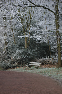 a 冰冻的冬季森林中的法官白色长椅季节冰镇浪漫粉色图片