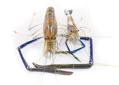 白色的巨型淡水虾对虾市场海鲜动物河虾甲壳蓝色龙虾食物美食图片